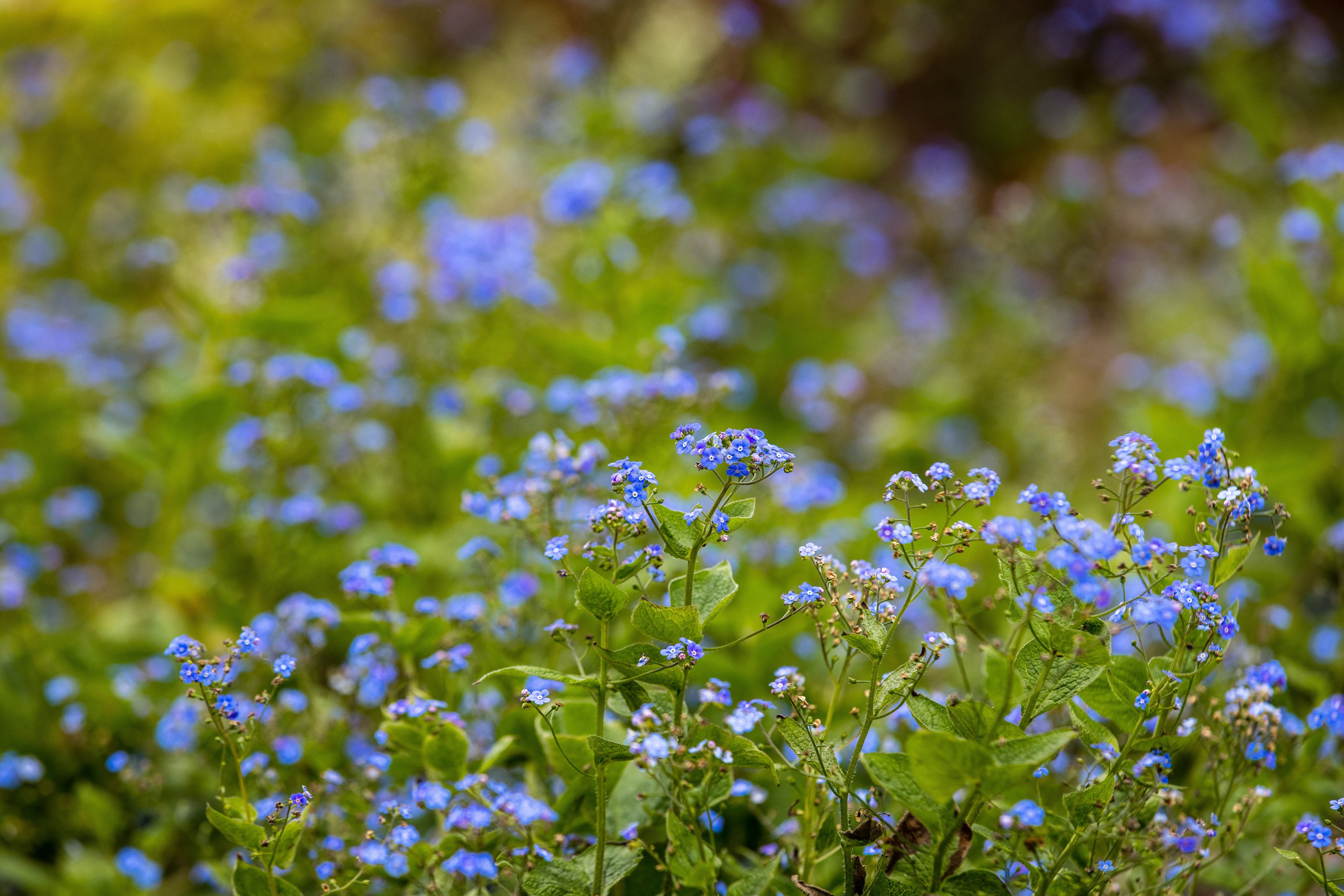 Flowers in park 