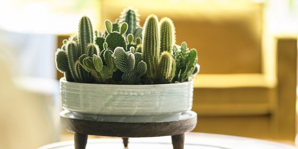 Cactus House Plant