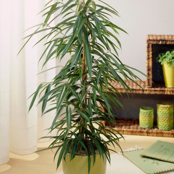 Ficus House Plant