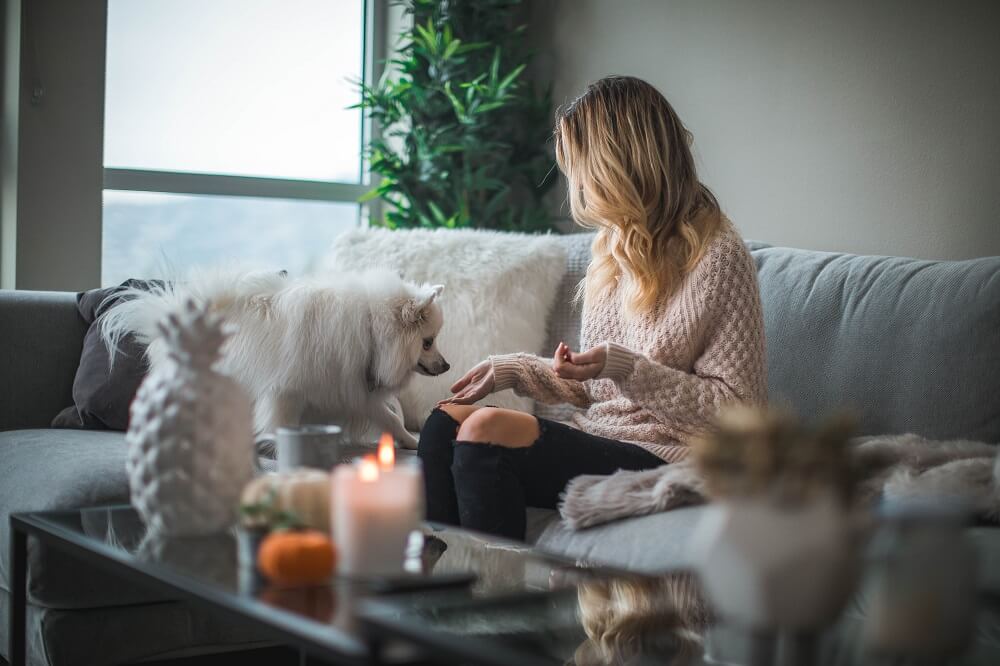 Pets on sofa