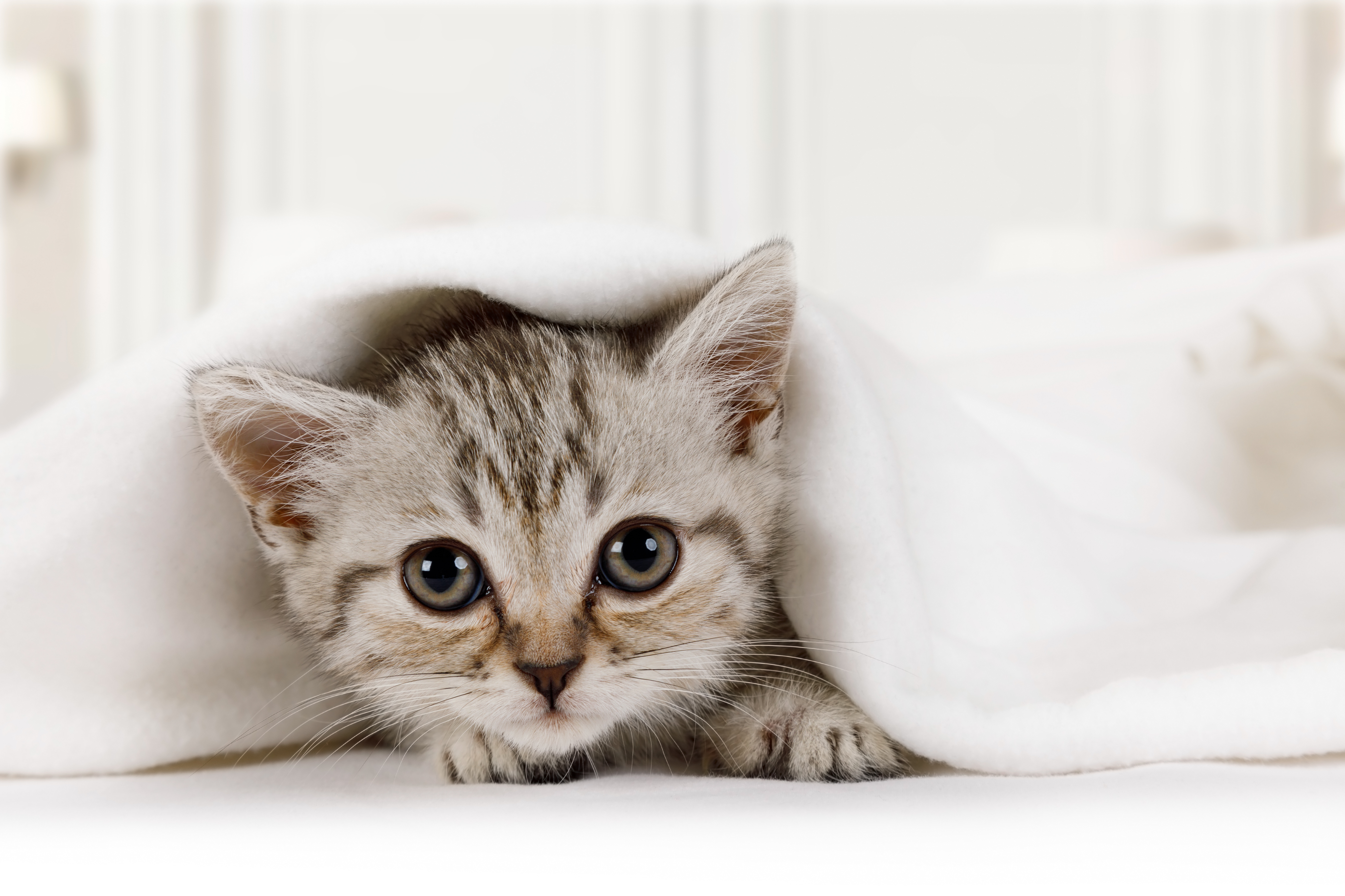 Cat under blanket