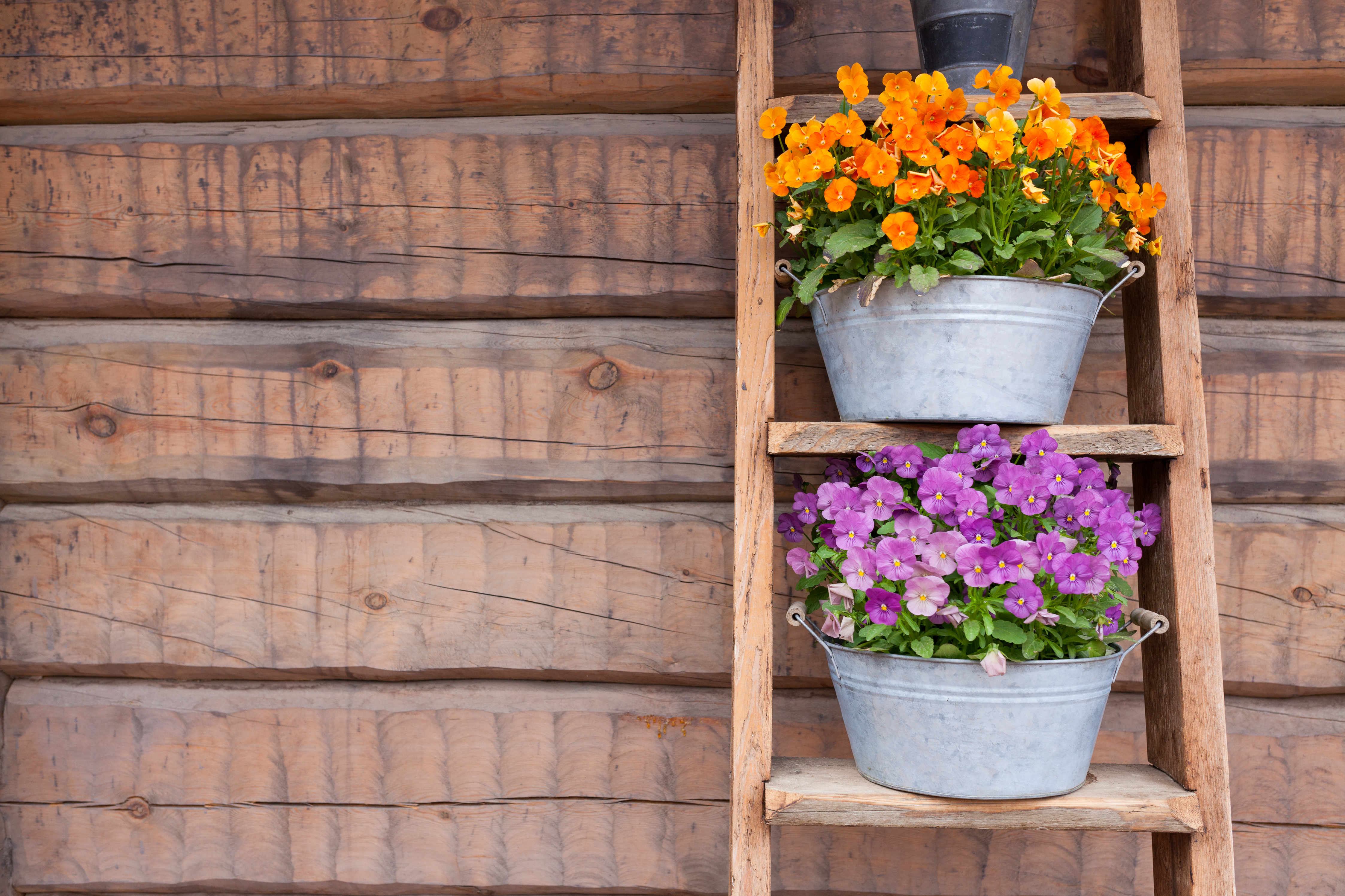 flowers on a ladder