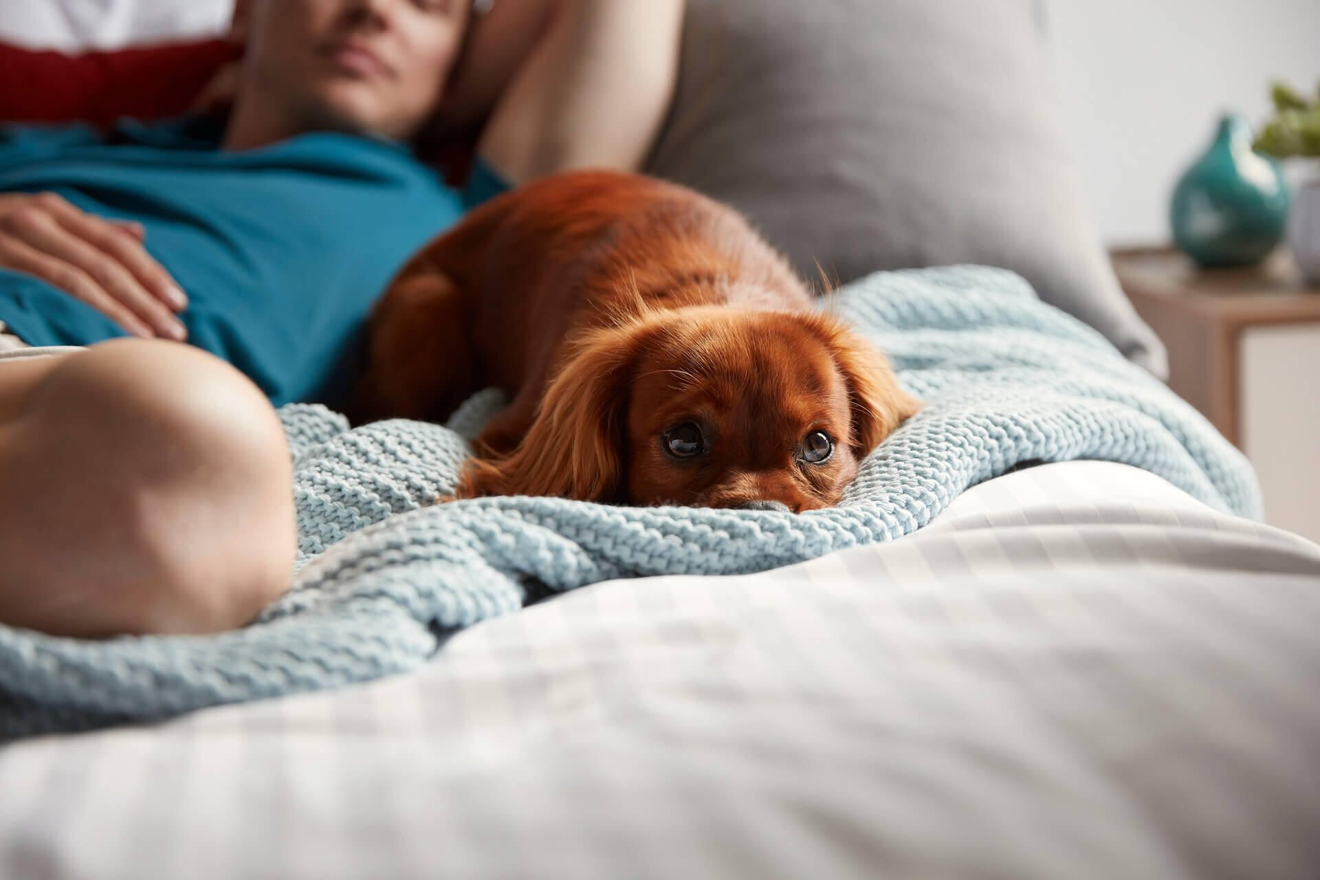 Pet-friendly