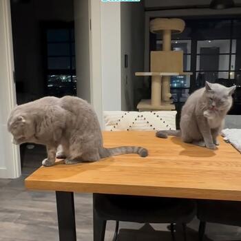 Instagram post about Quintain Living.