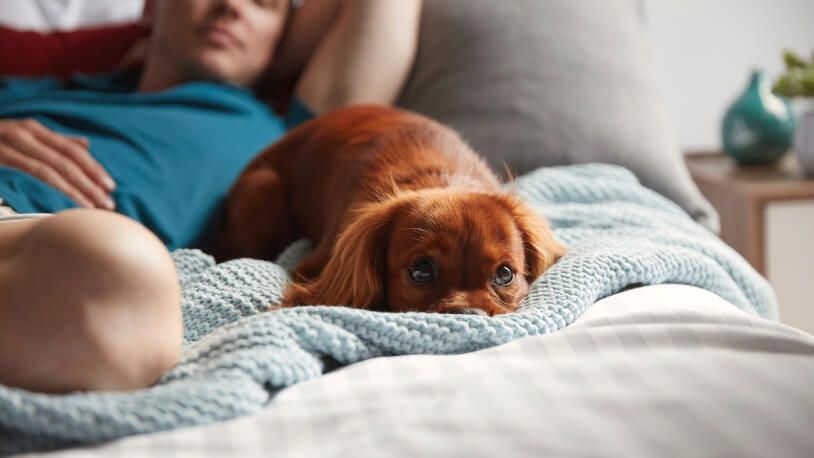 Pet-friendly