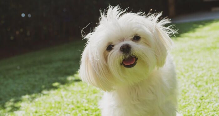 Quinn, the Dog