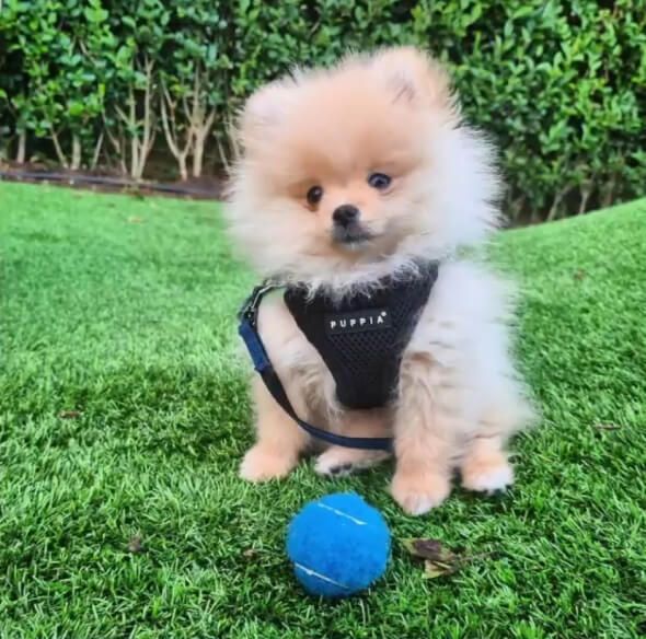 FENRIR_LITTLE_WOLF_instagram