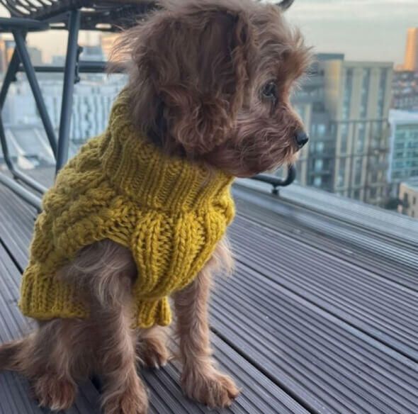 Parklanepup_instagram