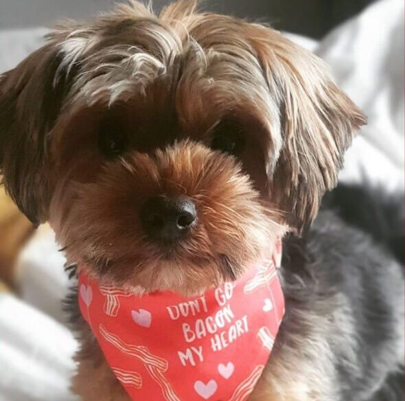 @RUBYRU_YORKIE_instagram
