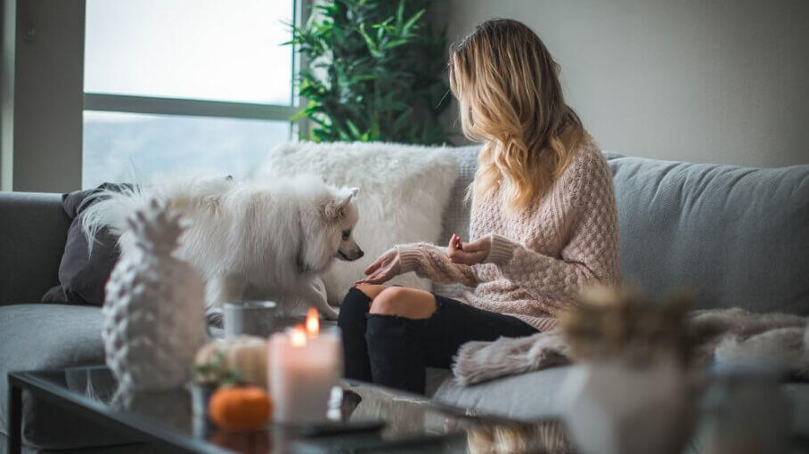 Pets on sofa 908x510