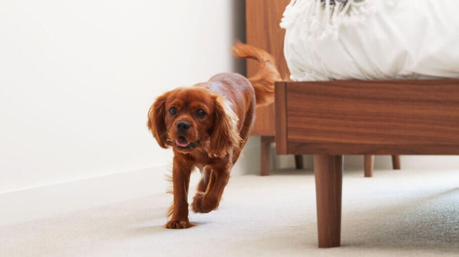 Dog 908x510