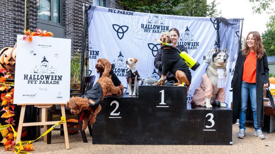 Pet Parade 908x510